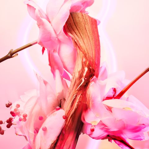 The top, heart and base fragrance notes in Charlotte's Love Frequency perfume