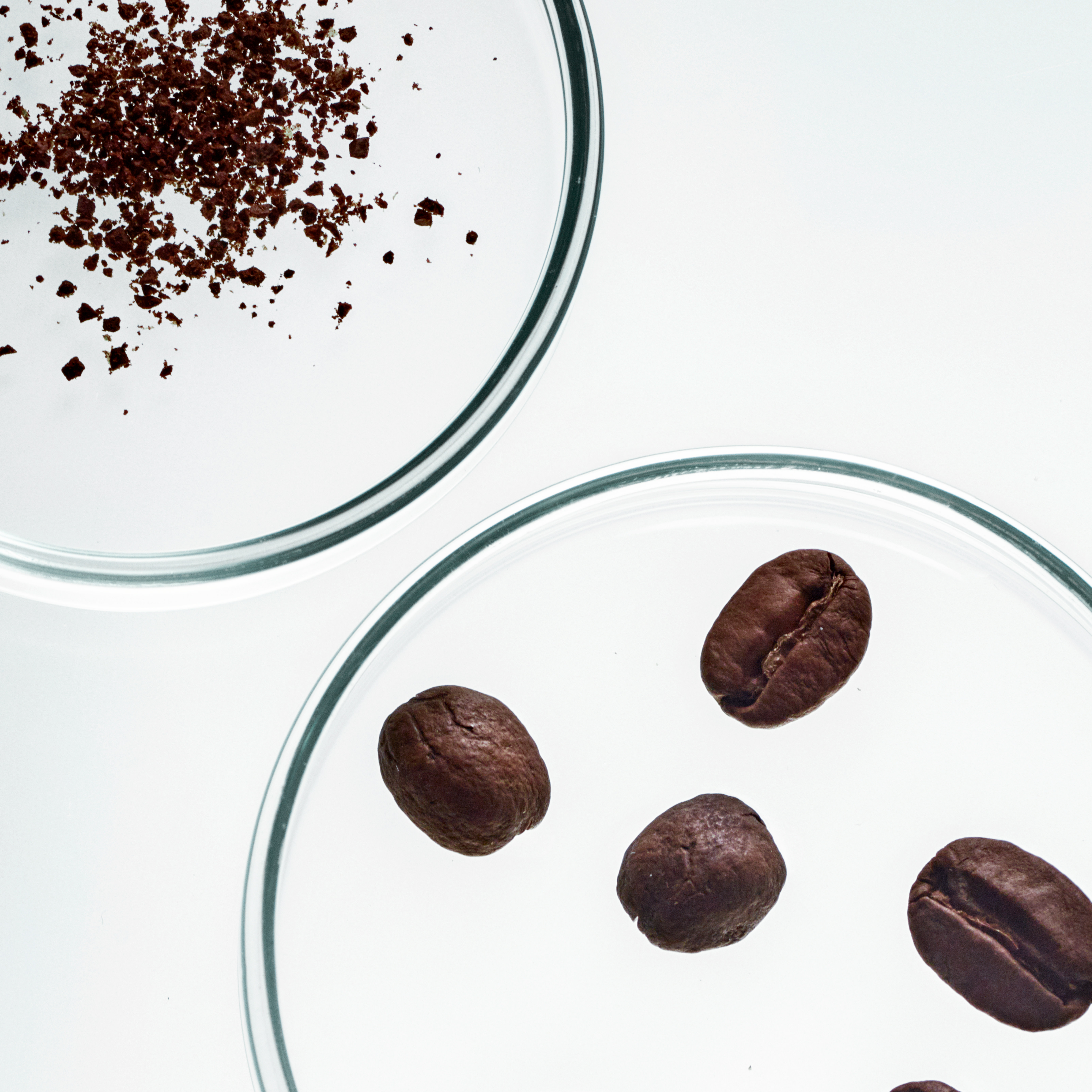 Banner with coffee beans in a petri dish and ground coffee in a petri dish next to them.