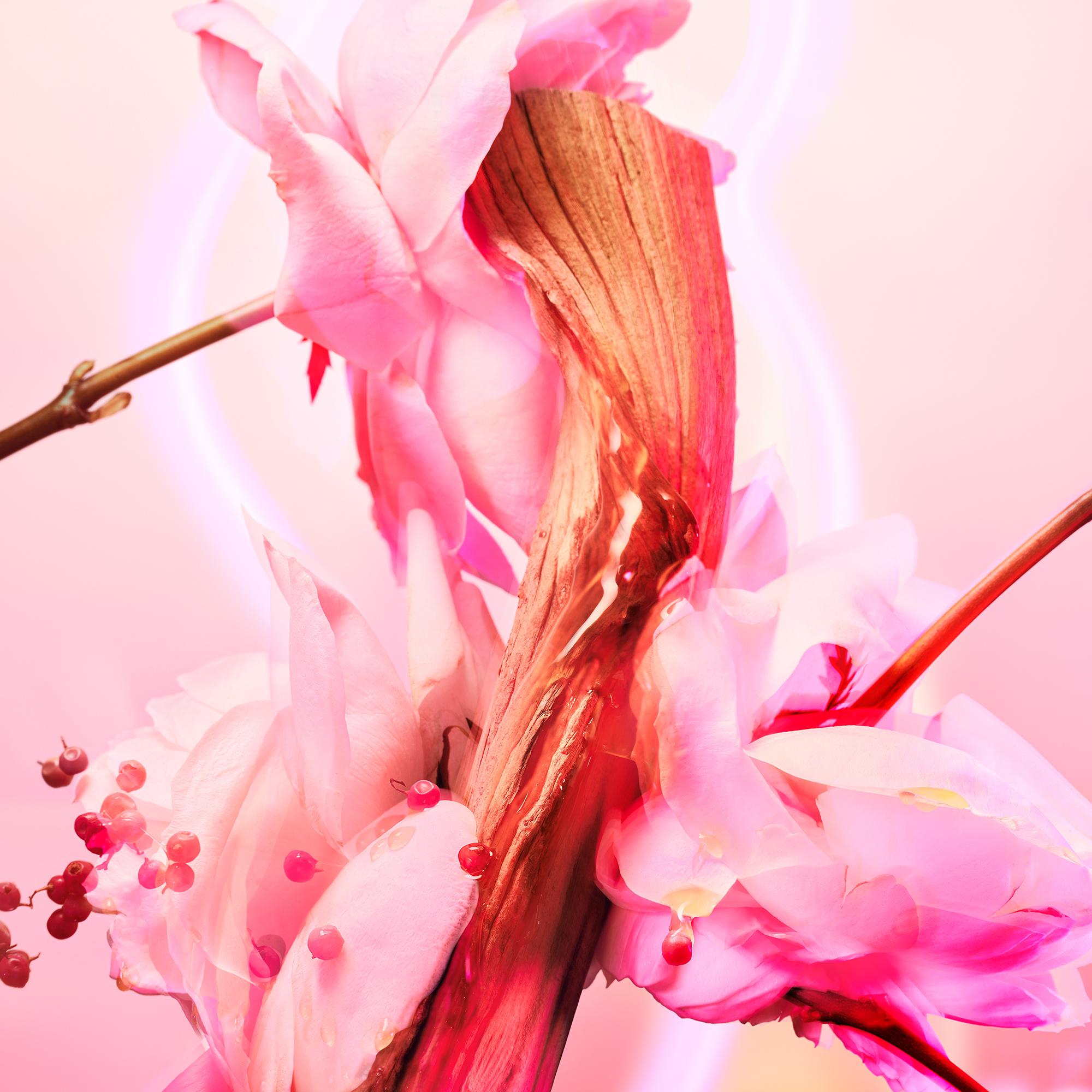 The top heart and base notes in Charlotte's Love Frequency fragrance