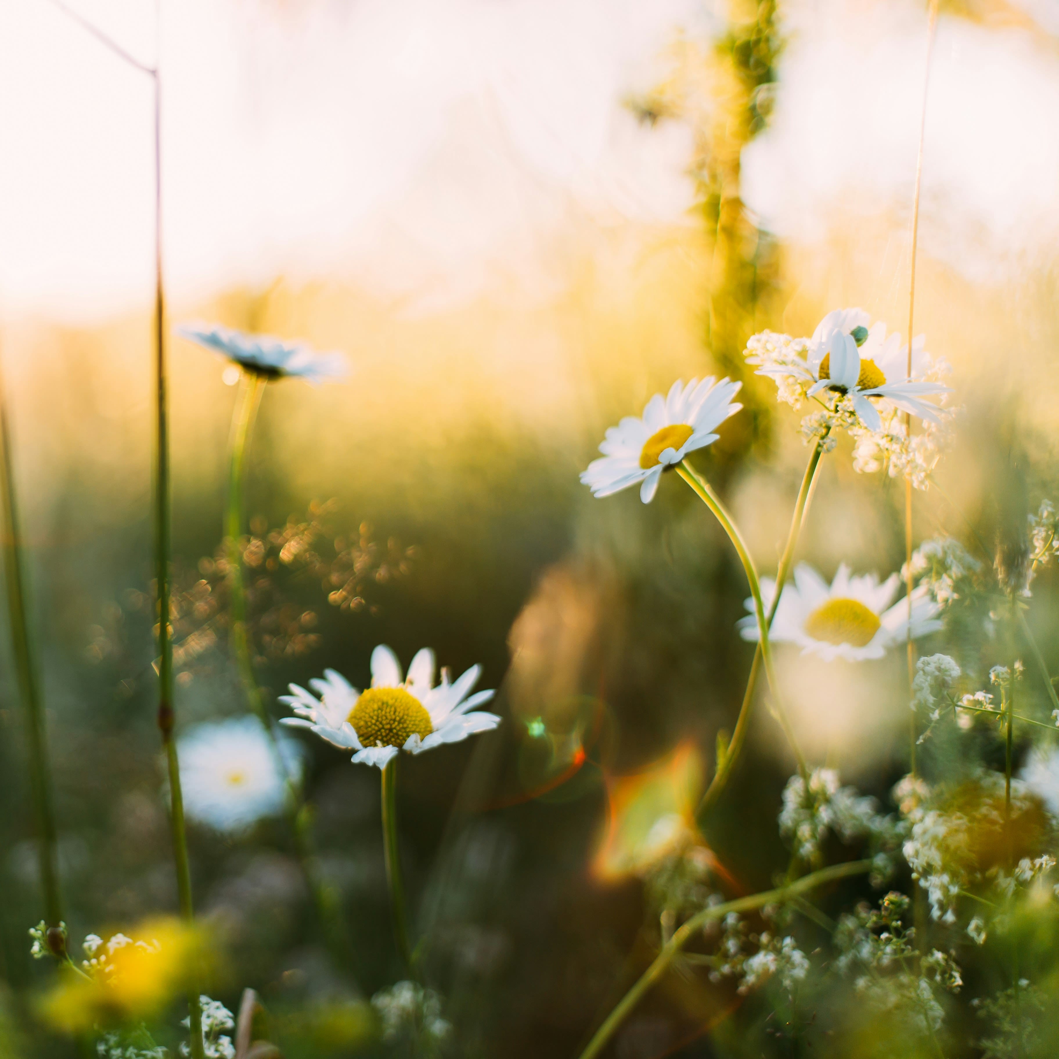 Blooms of spring flowers to revitalise your spirit and boost wellbeing