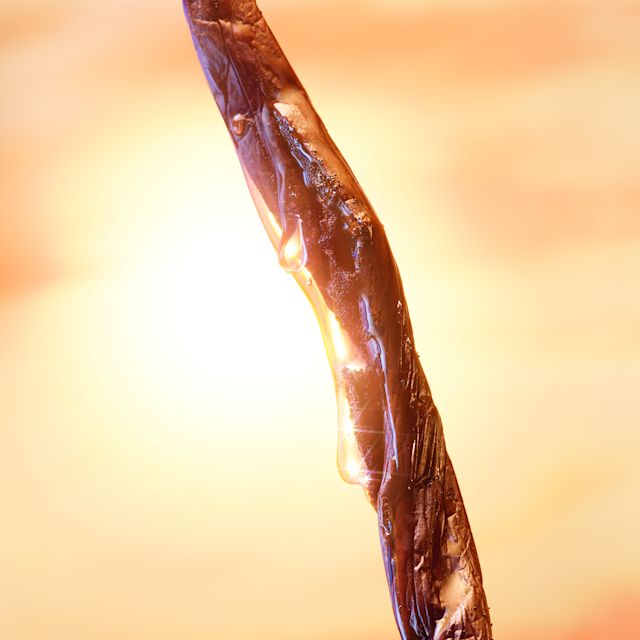 The vanilla bean extract fragrance note ingredient in Charlotte's Joyphoria perfume