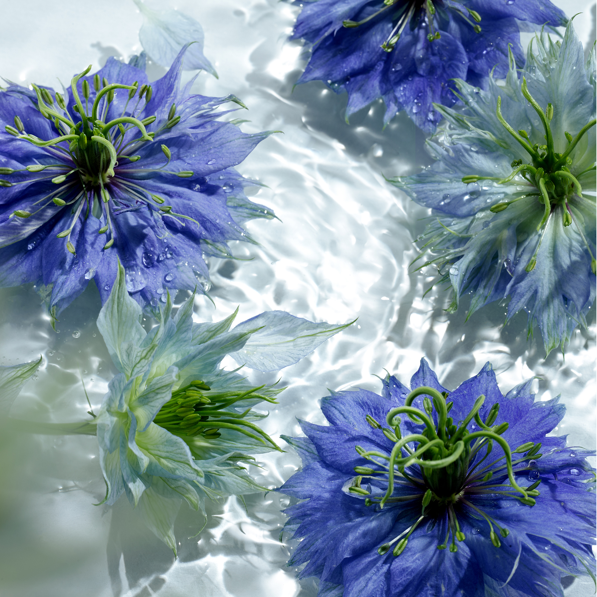 ORGANIC CORNFLOWER WATER