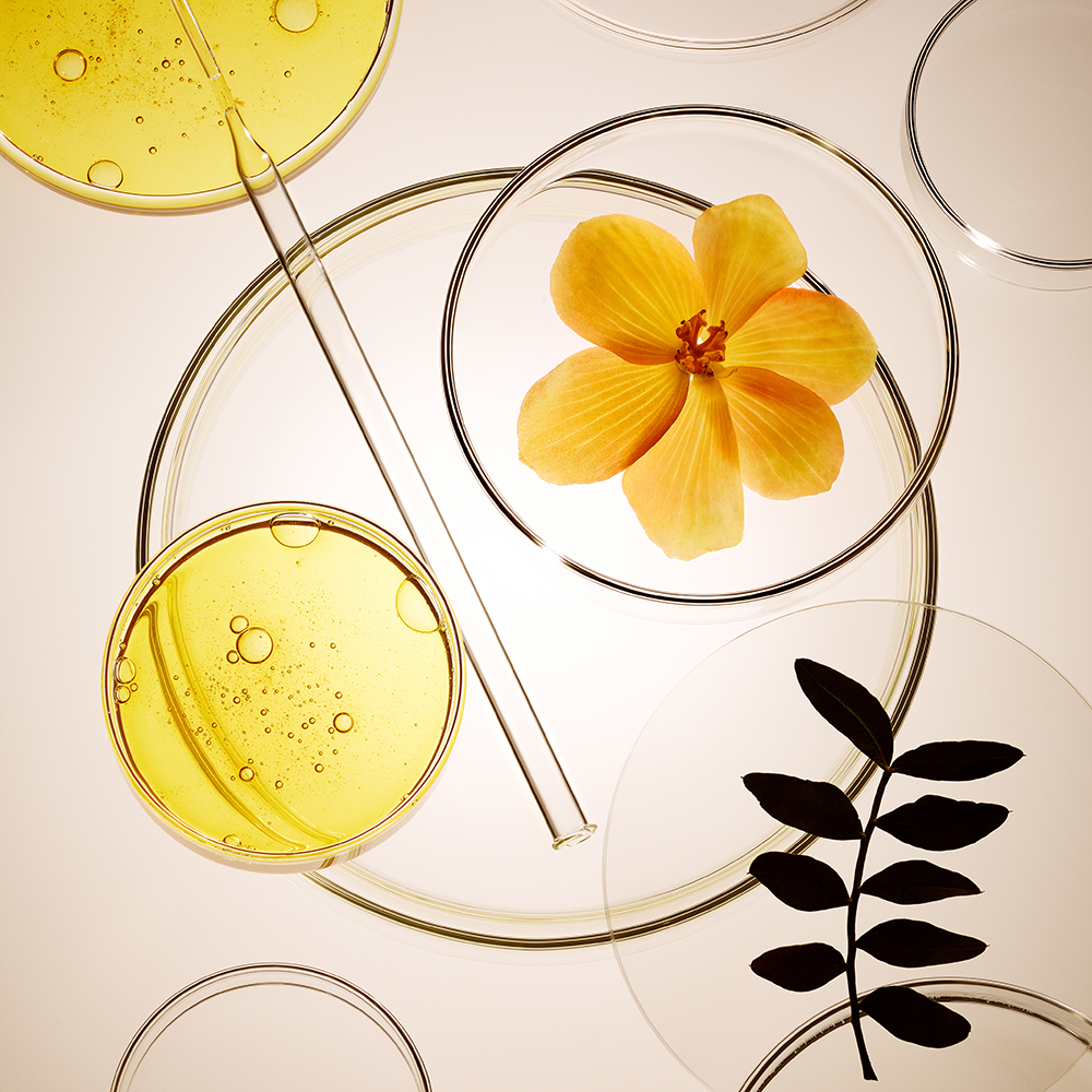 A vivid yellow-coloured flower in a petri dish with a yellow-tinted liquid next to it.