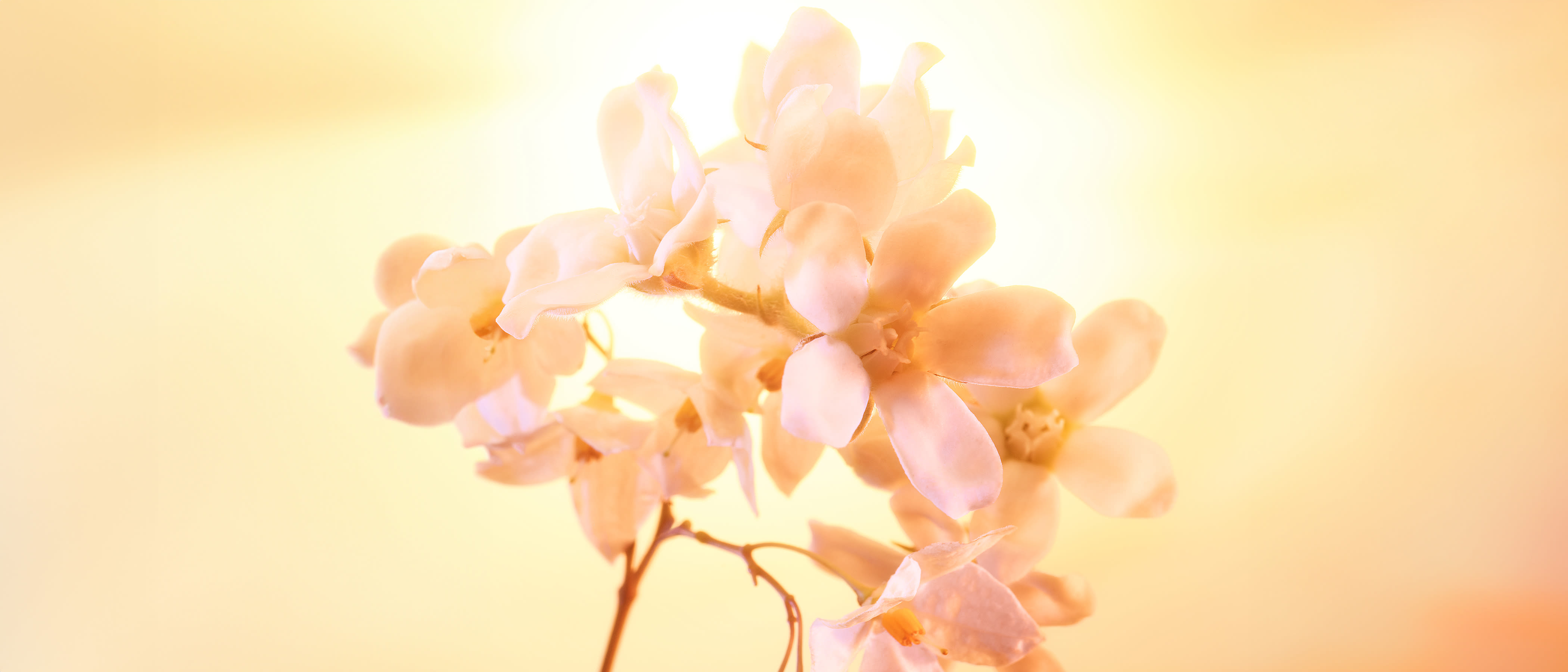 Neroli Blossom in sunlit background