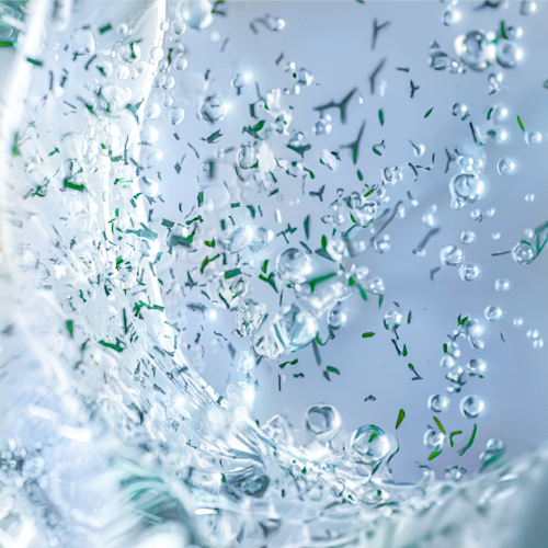 PLANT ADAPTOGEN EXTRACTS