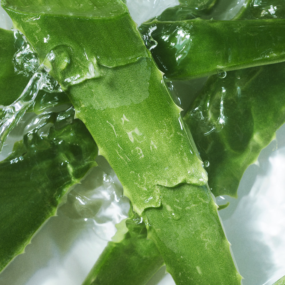 Close-up of a few aloe vera leaves cut up with the clear gel inside oozing out and covering them. 
