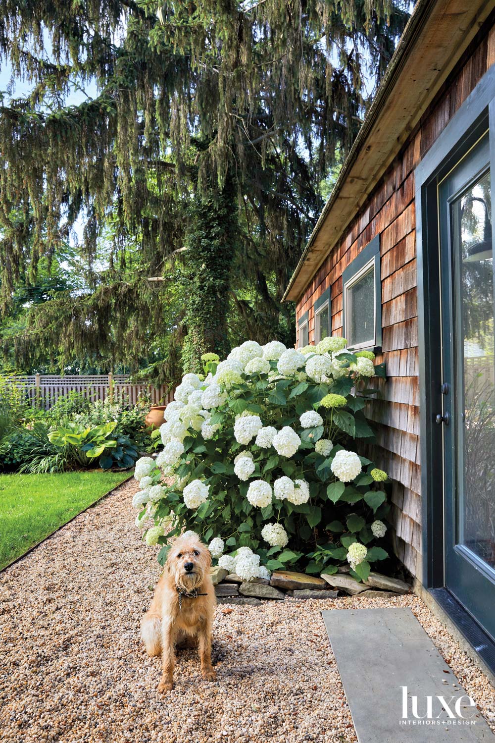 dog posed in front a hydrangea bush