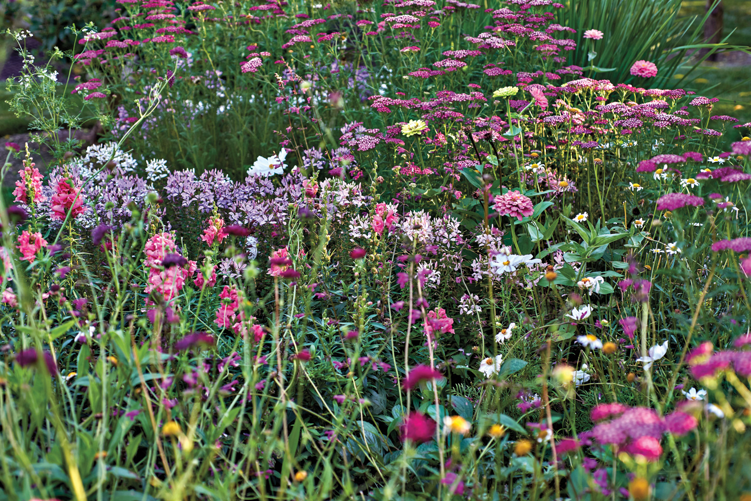 pink and purple wildflowers