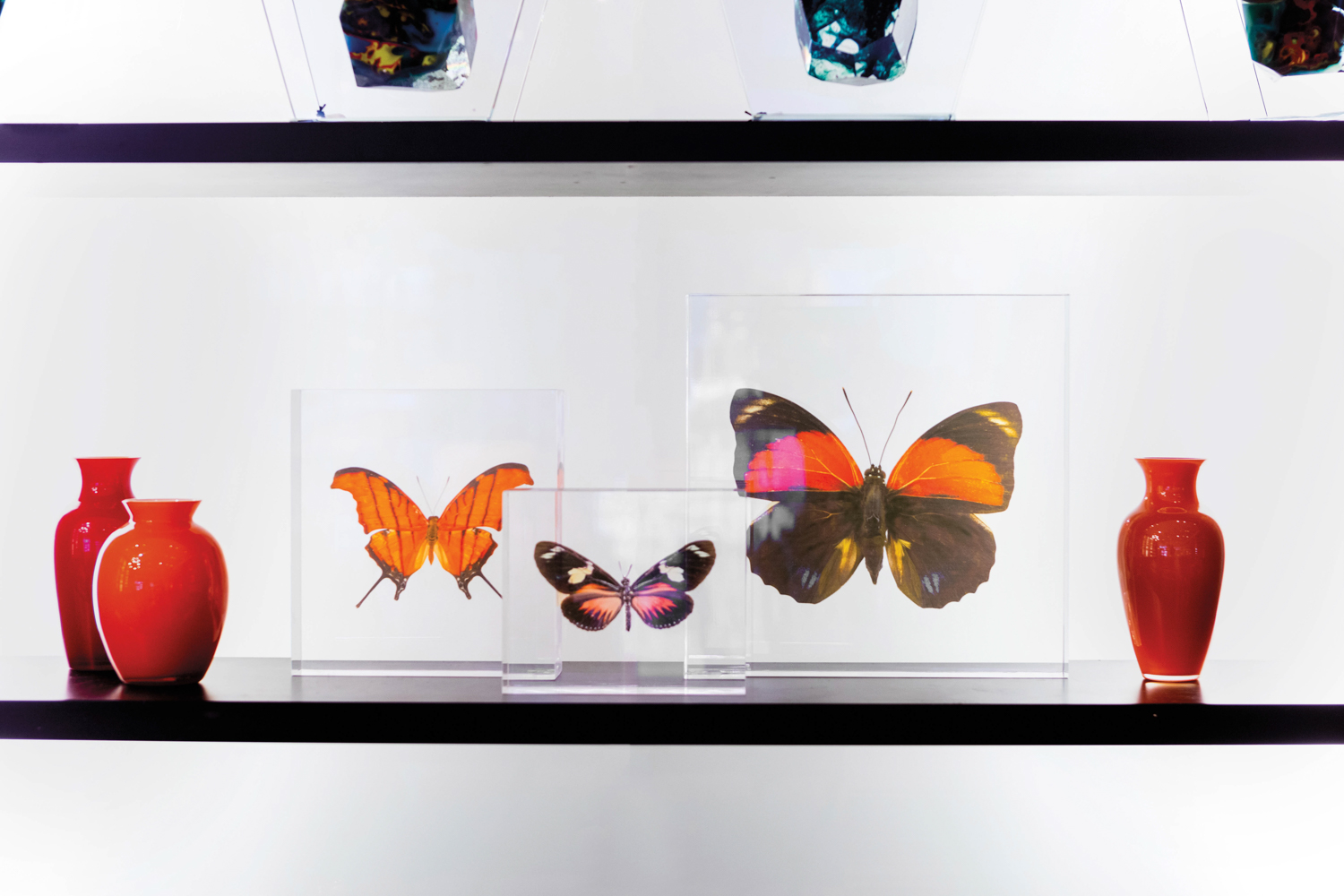 Shelves displaying red vases and butterflies in glass cases, suggested by Forge & Bow Dwellings