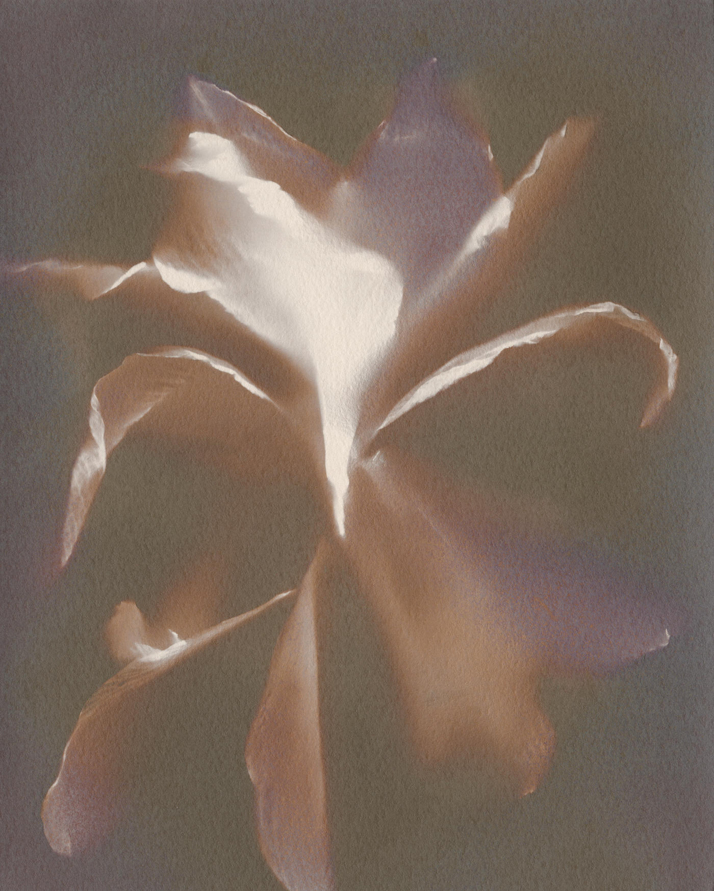 unique hand-printed lumen print that was made from an amaryllis on 10"x8" photographic paper.