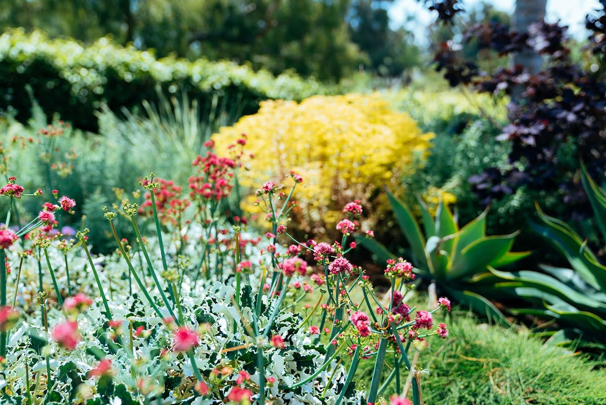 A lush garden showcasing diverse plants and flowers, creating a rich tapestry of colors and textures.