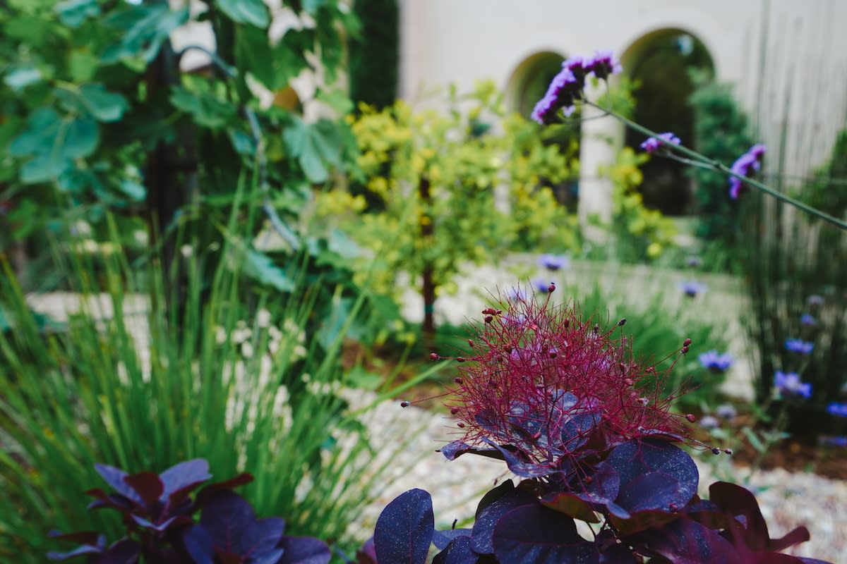  A striking purple flower stands out among various purple plants in a beautifully arranged garden.