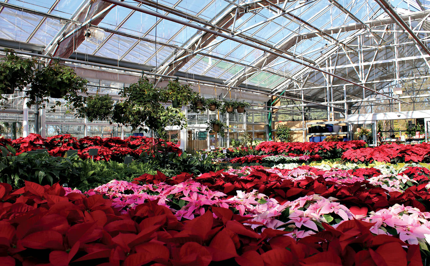 A nursery greenhouse filled with pink, white, and red flowers.
