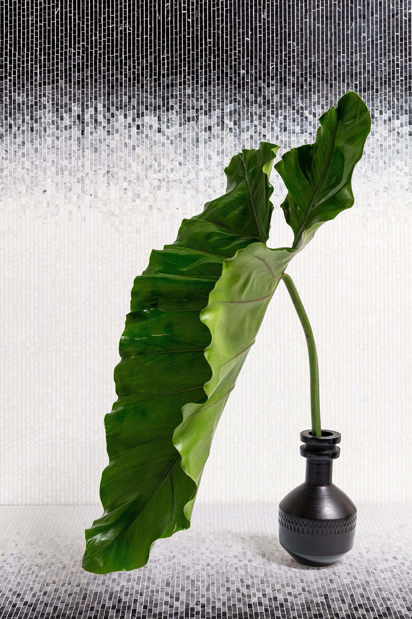 green plant black white tile