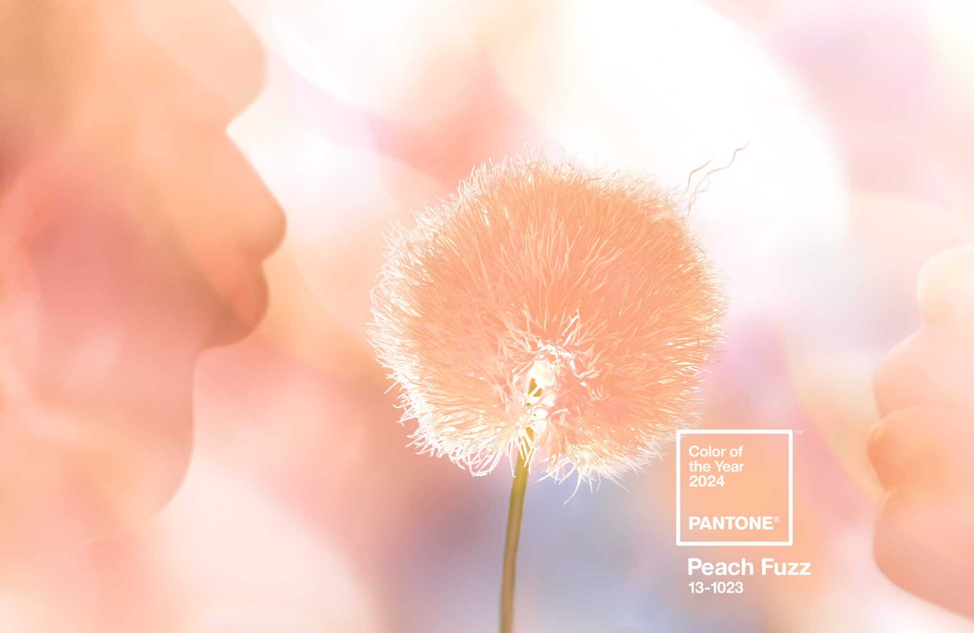 Pantone Color of the Year : Peach Fuzz