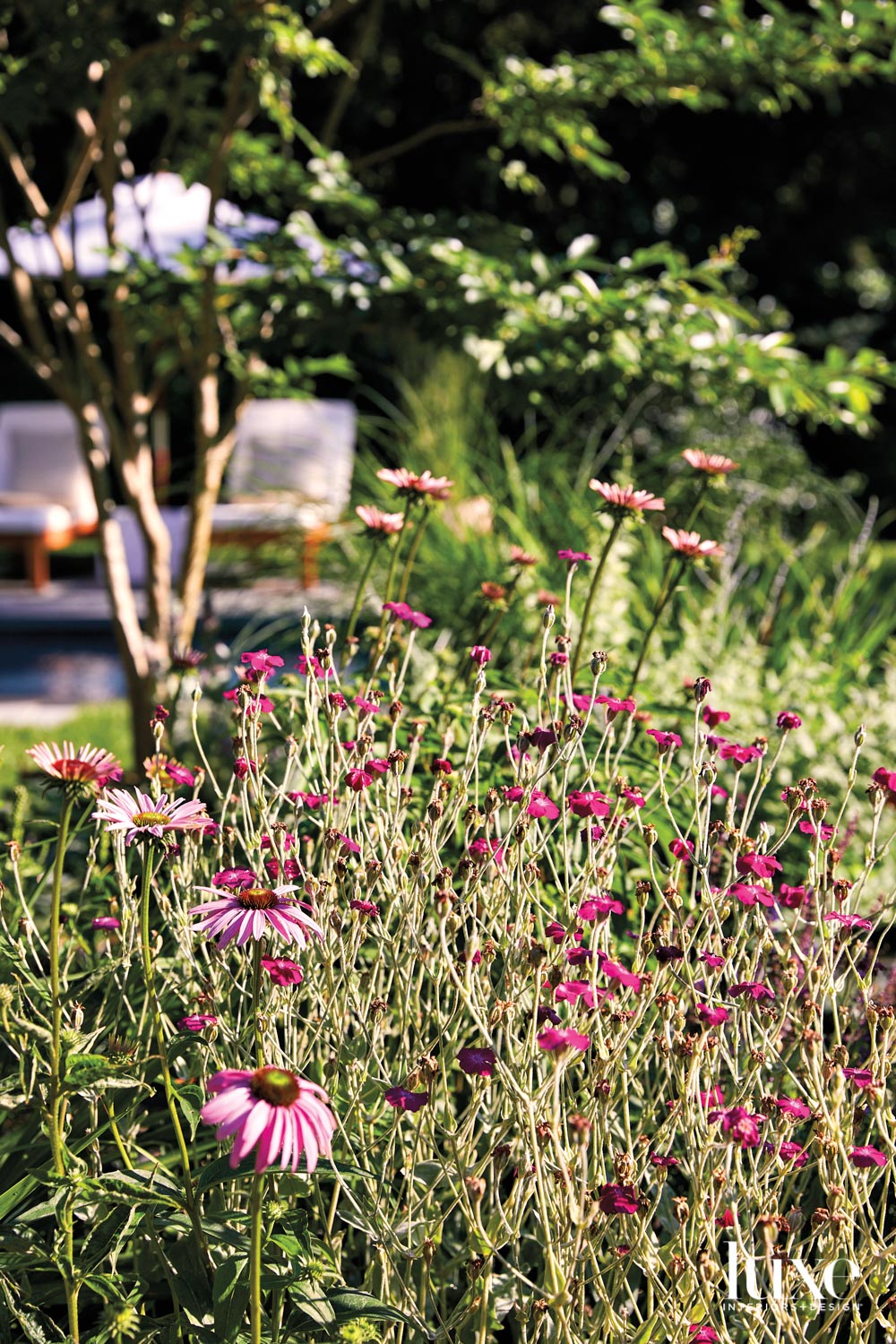 pink flower bush