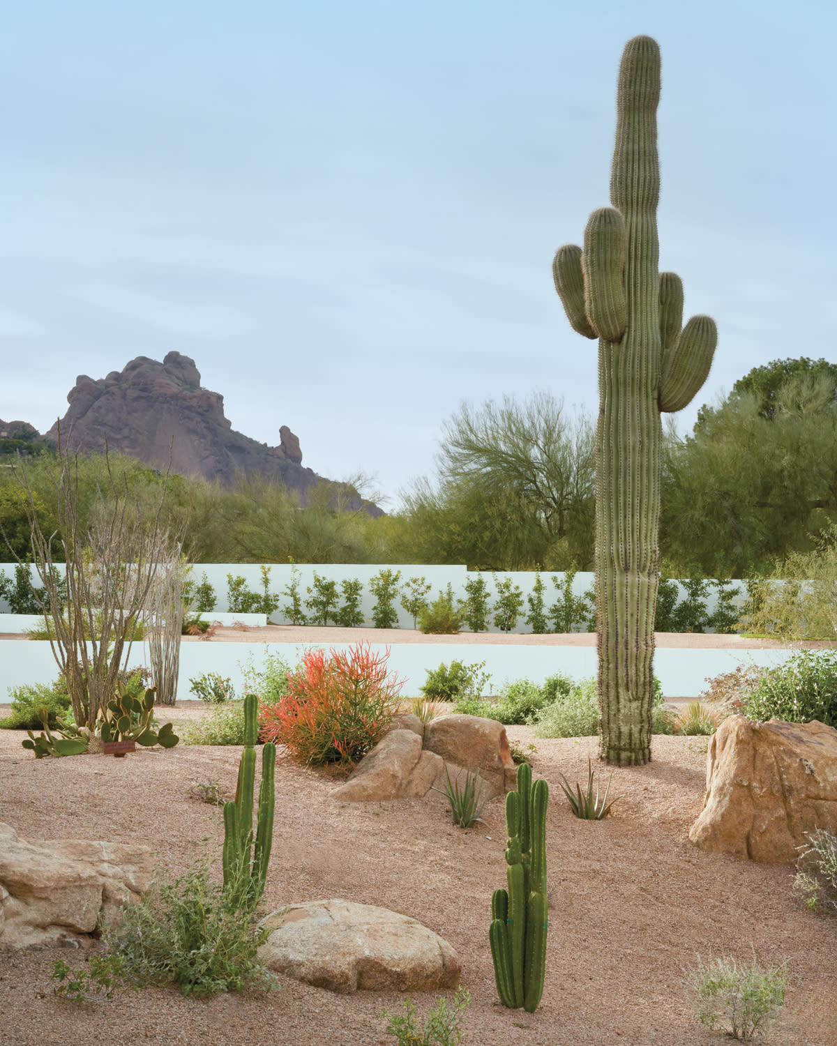 natural desert garden with saguaro cacti and mountain views