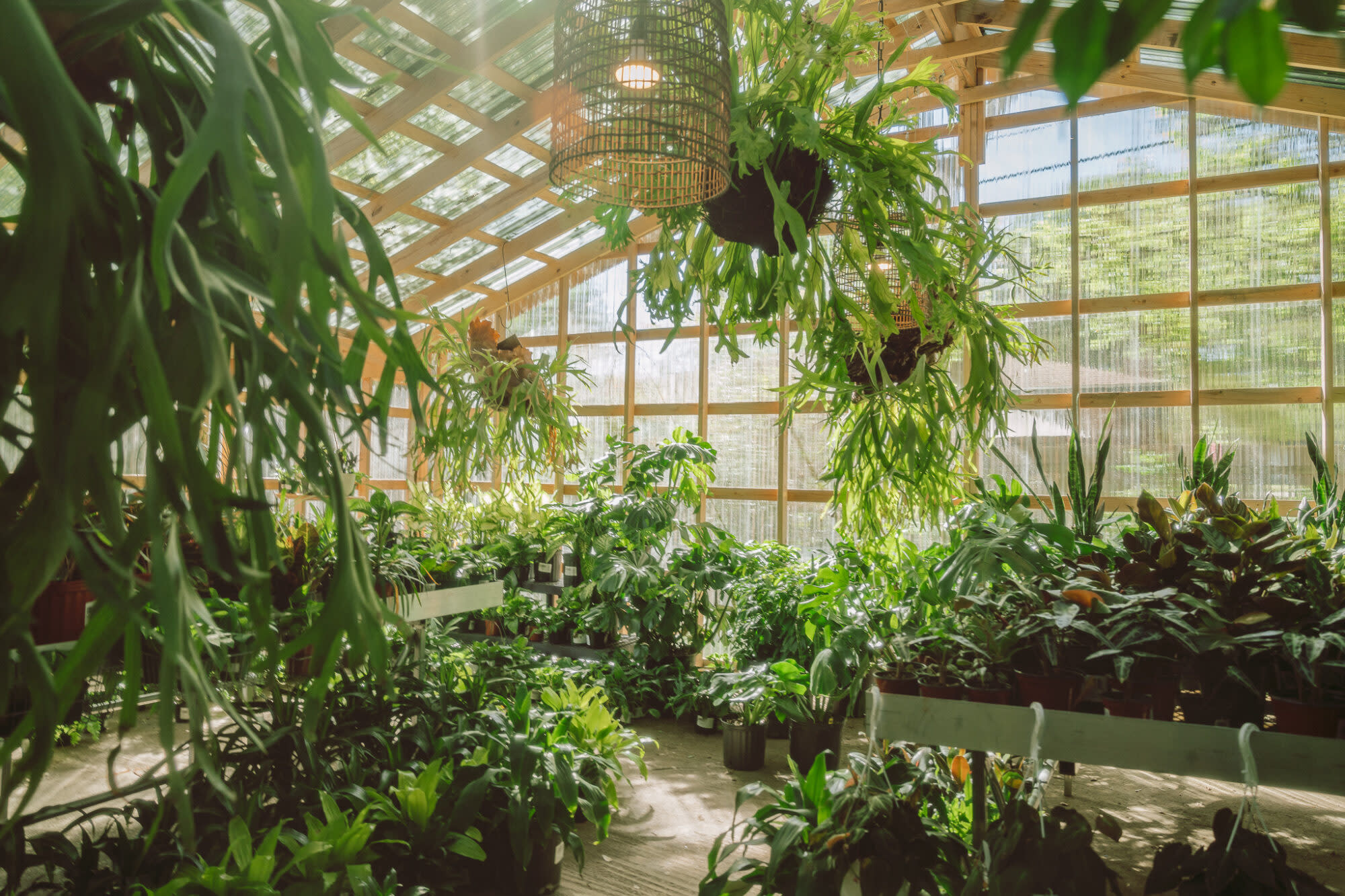 a greenhouse with plants in pots