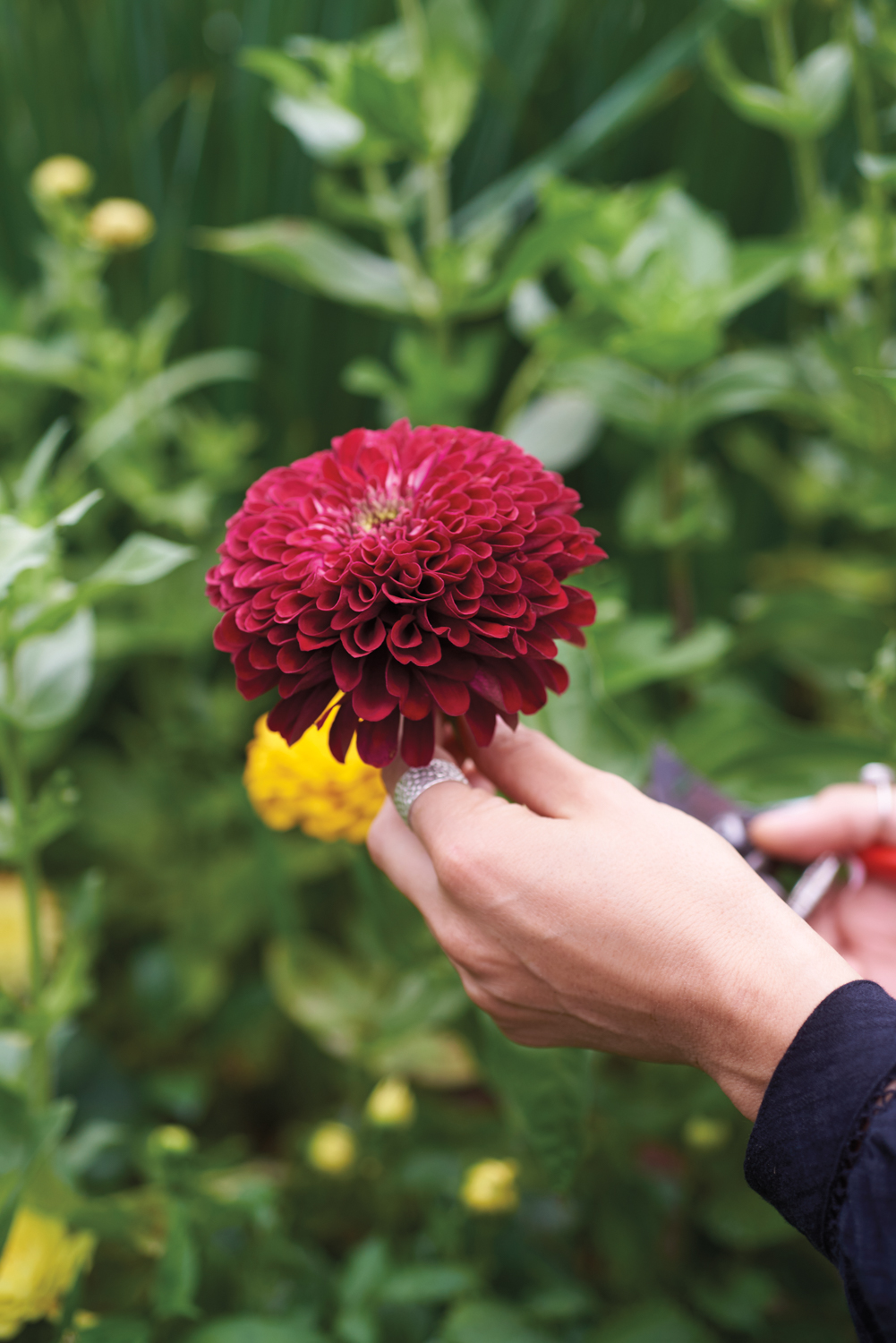 hand holding a pink flower