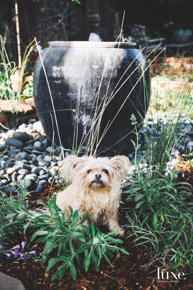 Leche, short for Dulce de Leche, a Brussels Griffon mix, sits near a fountain; he is one of several pets who populates the Freels' lives.