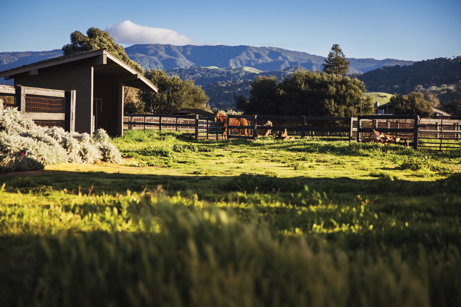 a farm in the Santa Ynez Valley