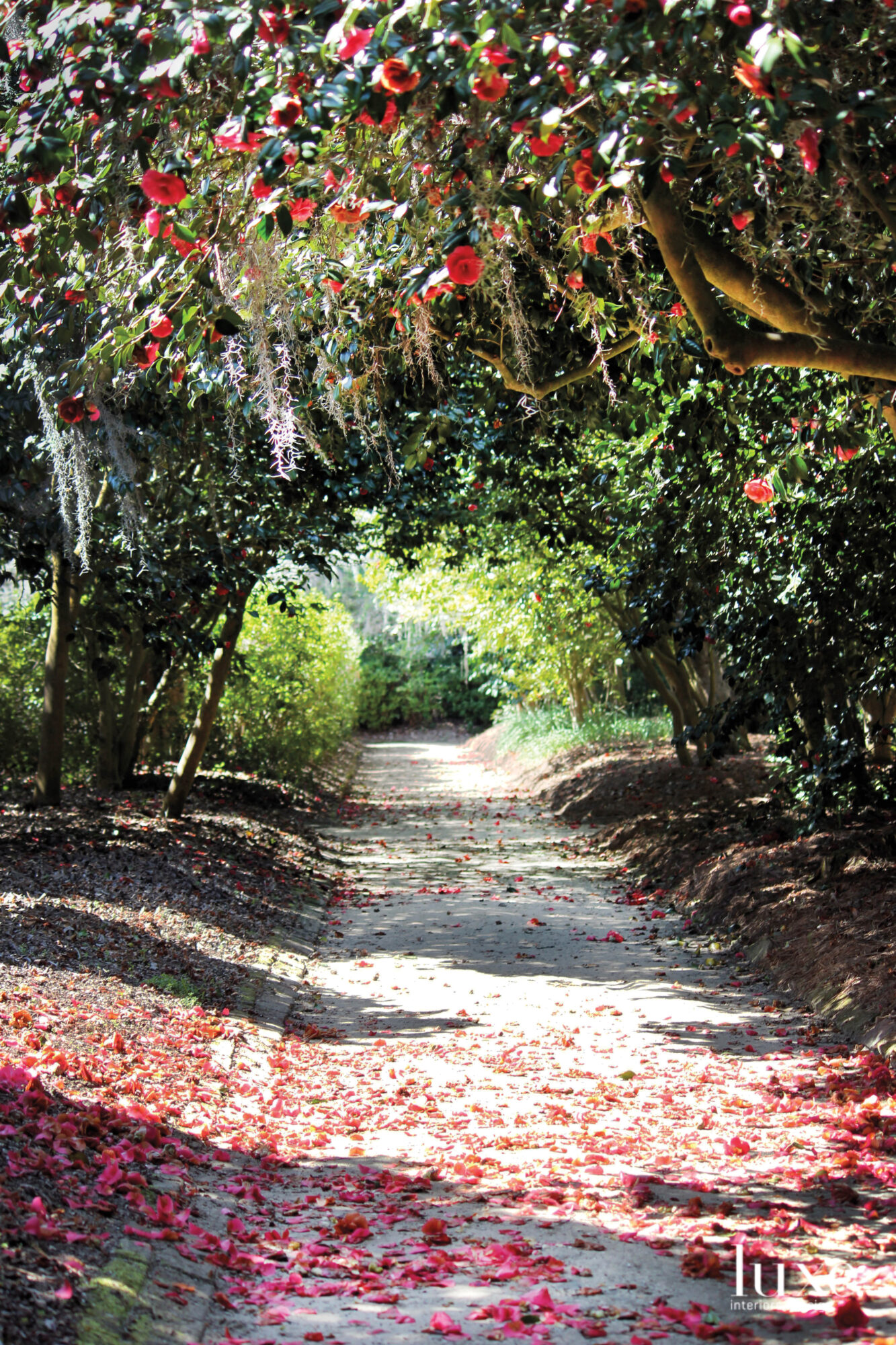 Camellia walk at Middleton Place