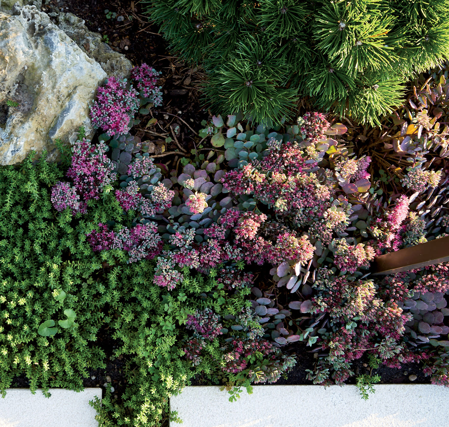 flowers and greenery outside