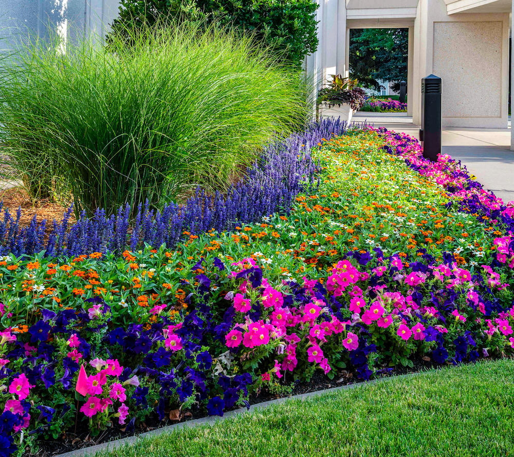 A colorful flower bed with vibrant purple and blue flowers blooming in a garden.