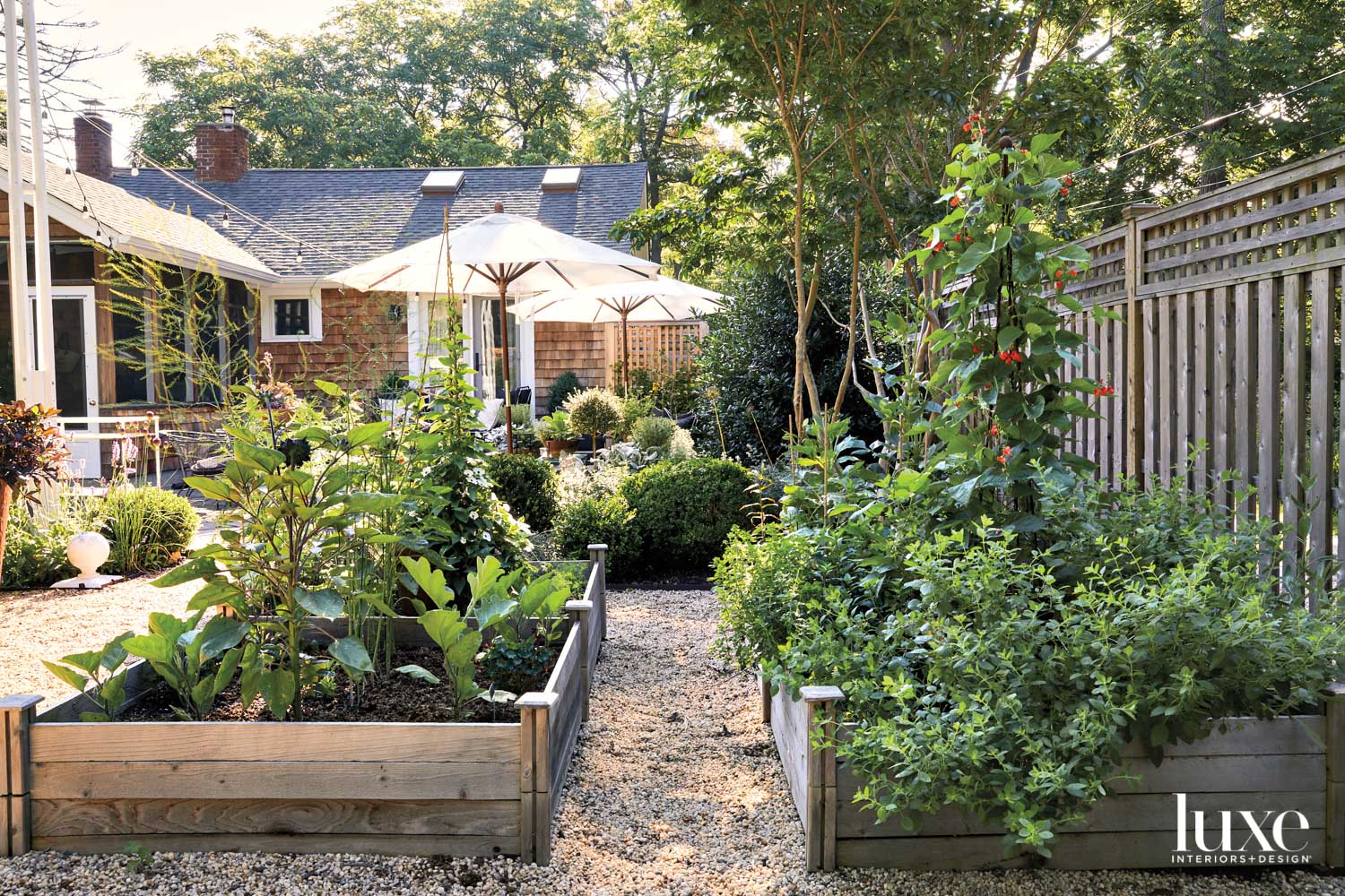 vegetable garden in plant boxes