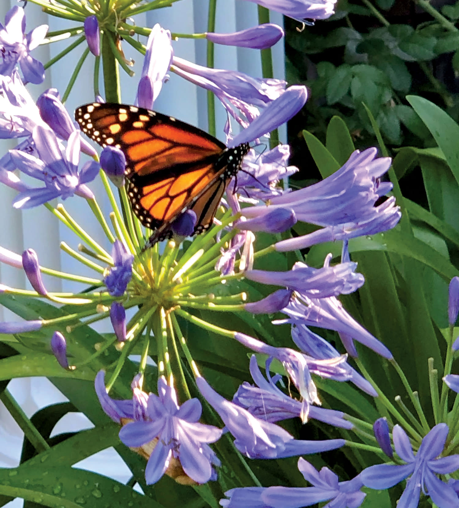 a butterfly on a purple flower