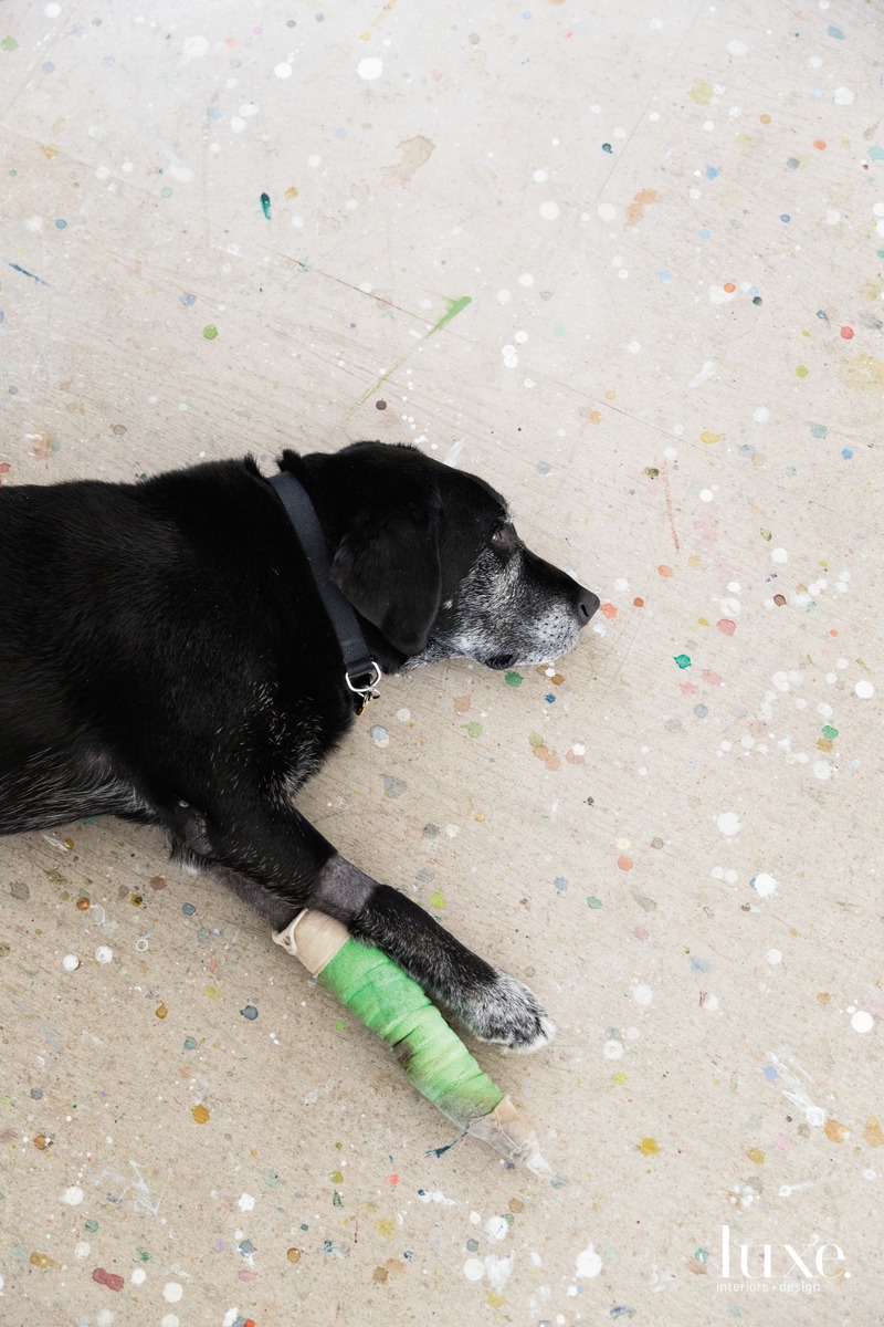 oose, the artist's 10-year-old Labrador retriever is another staple of the studio.