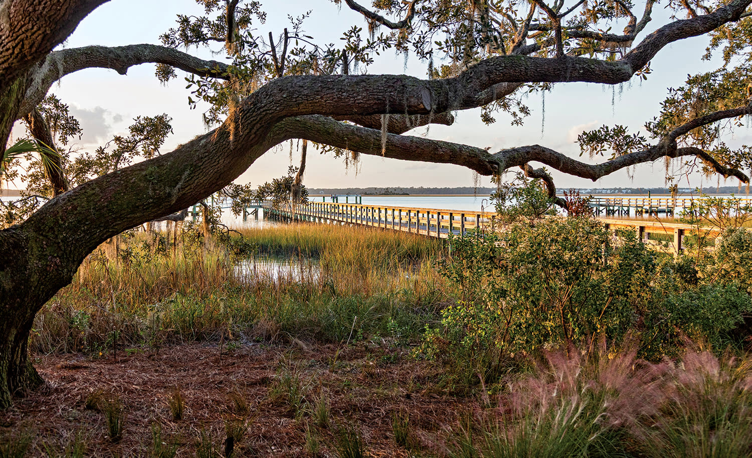 an oak tree among the marshes in Kiawah Island