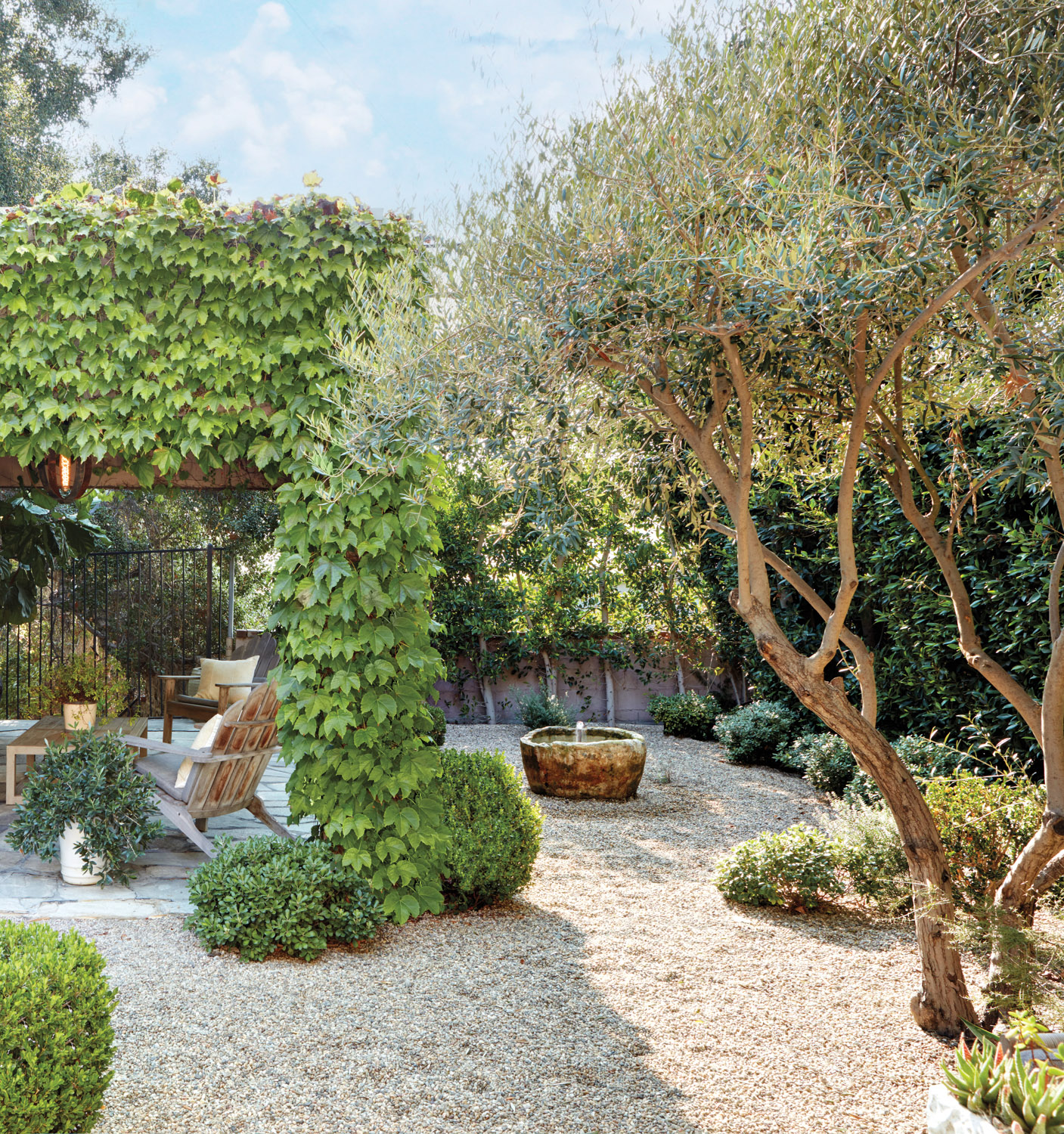 Pebbled backyard with mature olive trees and climbing vines for landscaping inspiration