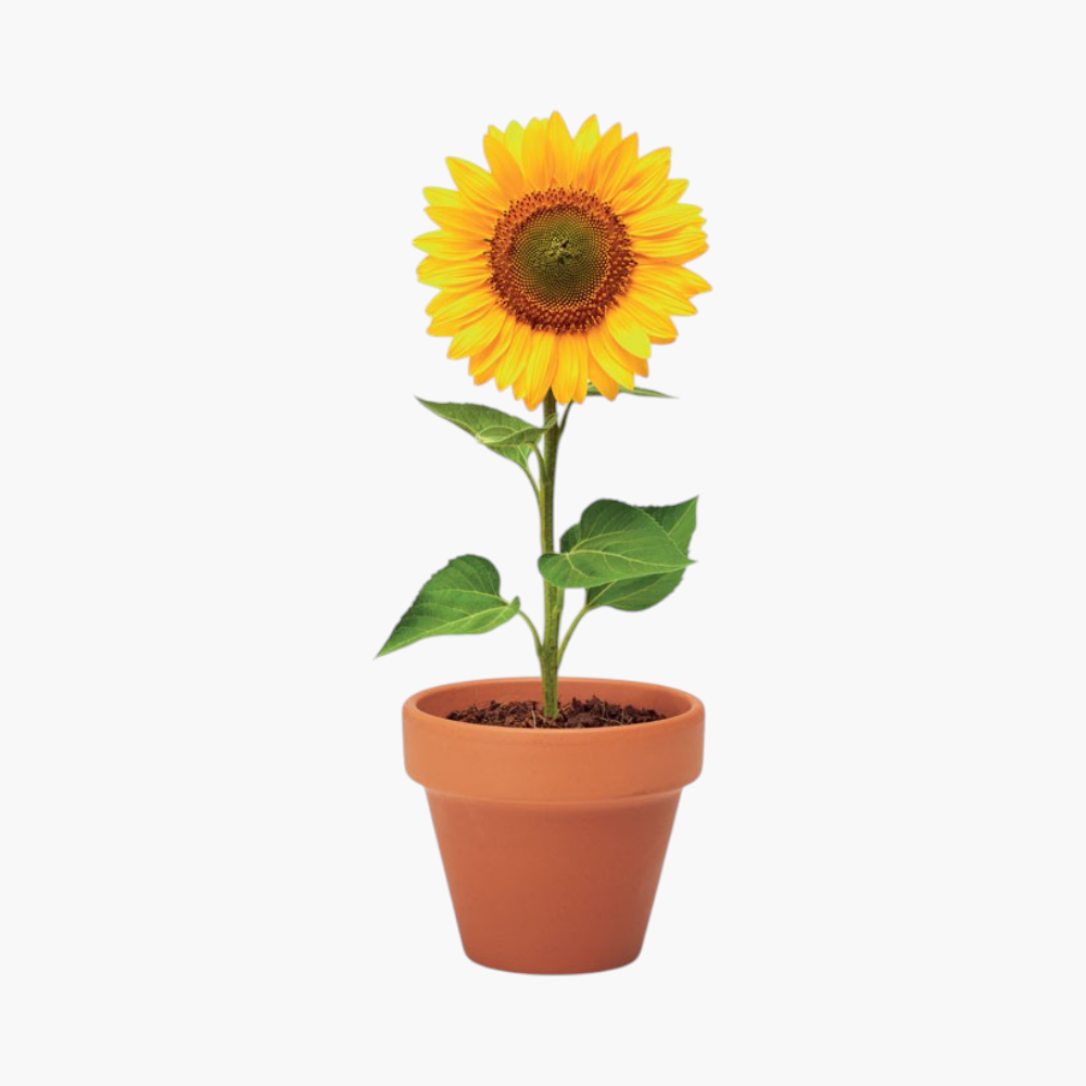 PDP - sunflowerterracottapotsunflower square #F8F8F8 background