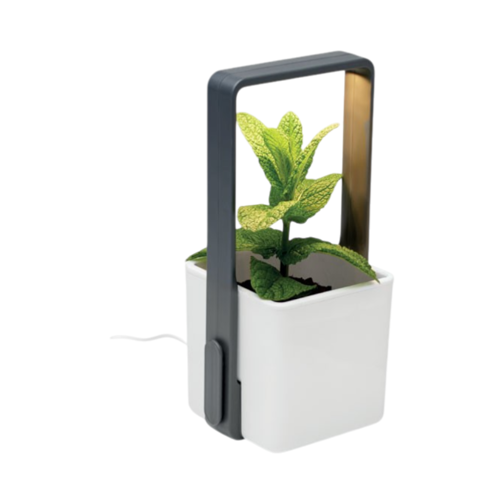 Jardin d'intérieur avec LED Lushlet