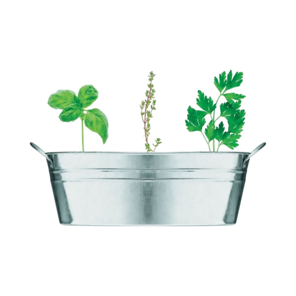 Image principale de Zinc Tub and Herb Seeds Growing Kit