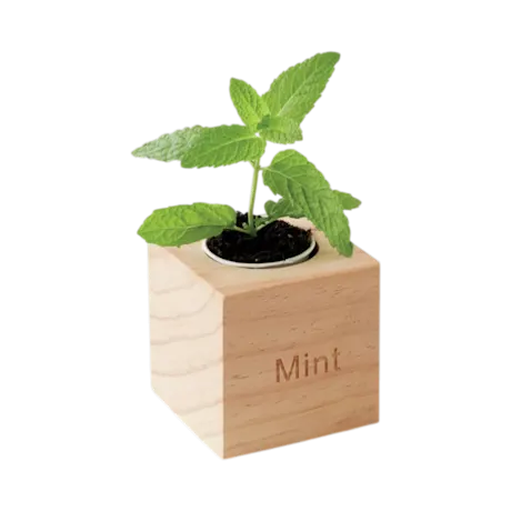 Mint Growing Kit in Wooden Pot