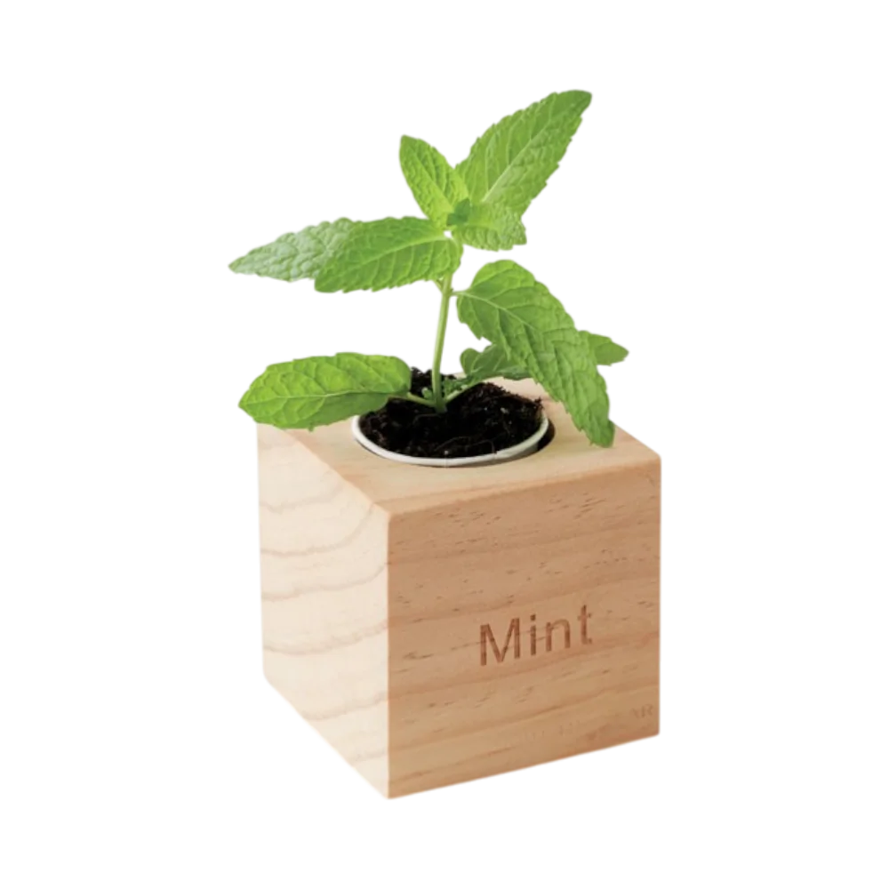 PDP - mentaherbpotwoodmint square #00000000 background