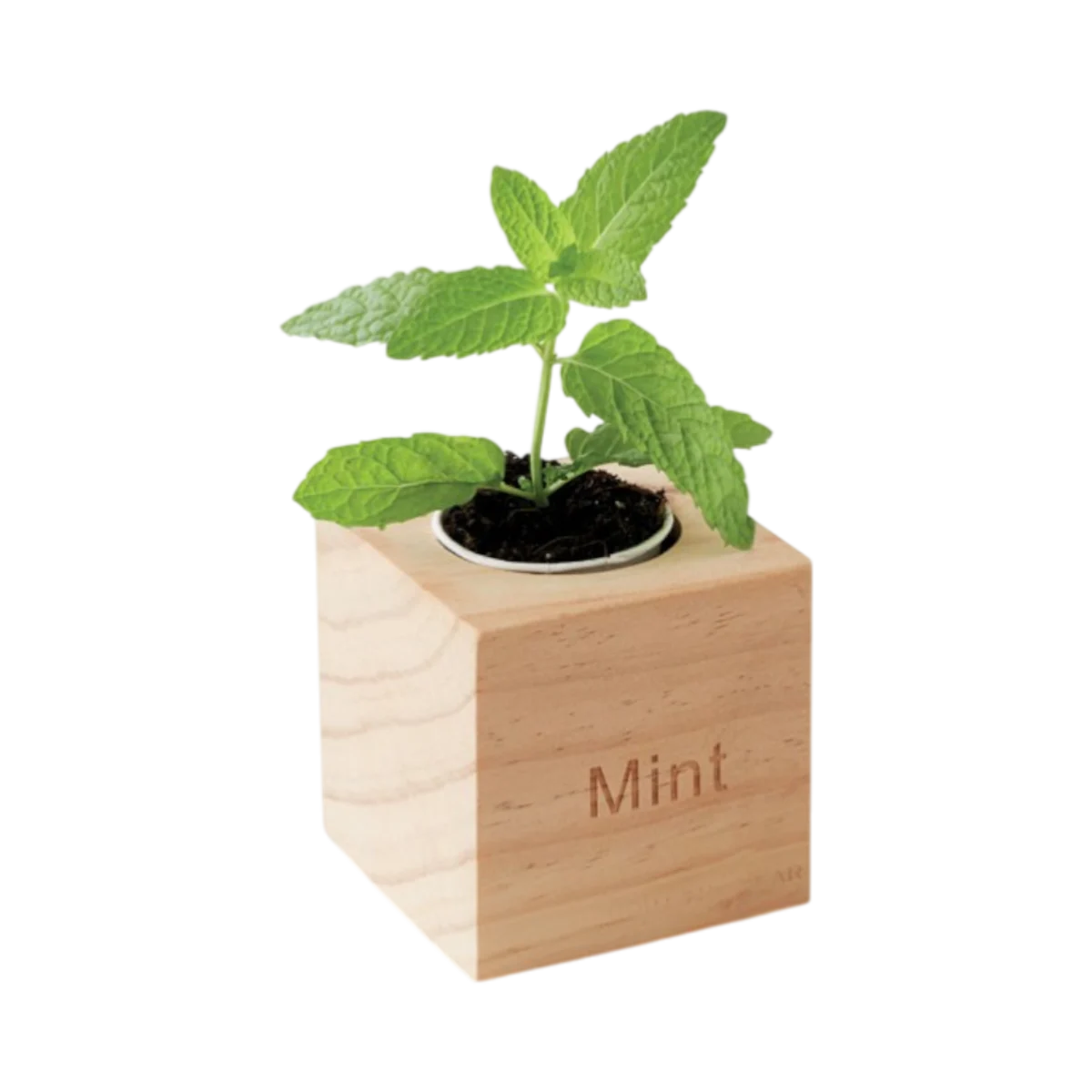Mint Growing Kit in Wooden Pot main image