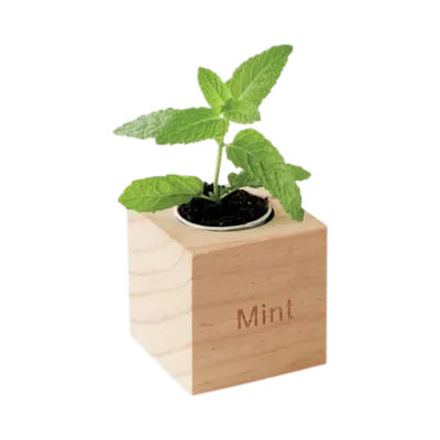 Kit di coltivazione per menta in vaso di legno