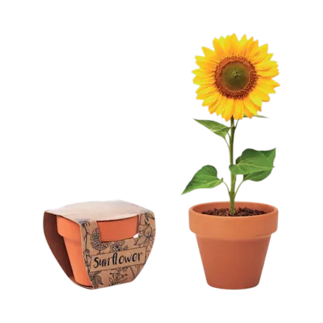 Sunflower Terracotta Pot