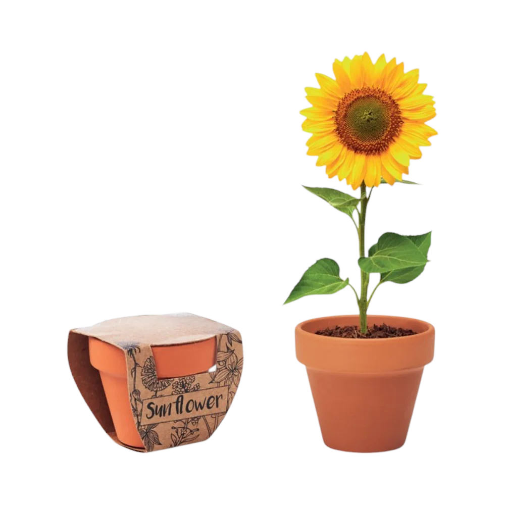 PDP - sunflowerterracottapotsunflower square no-background