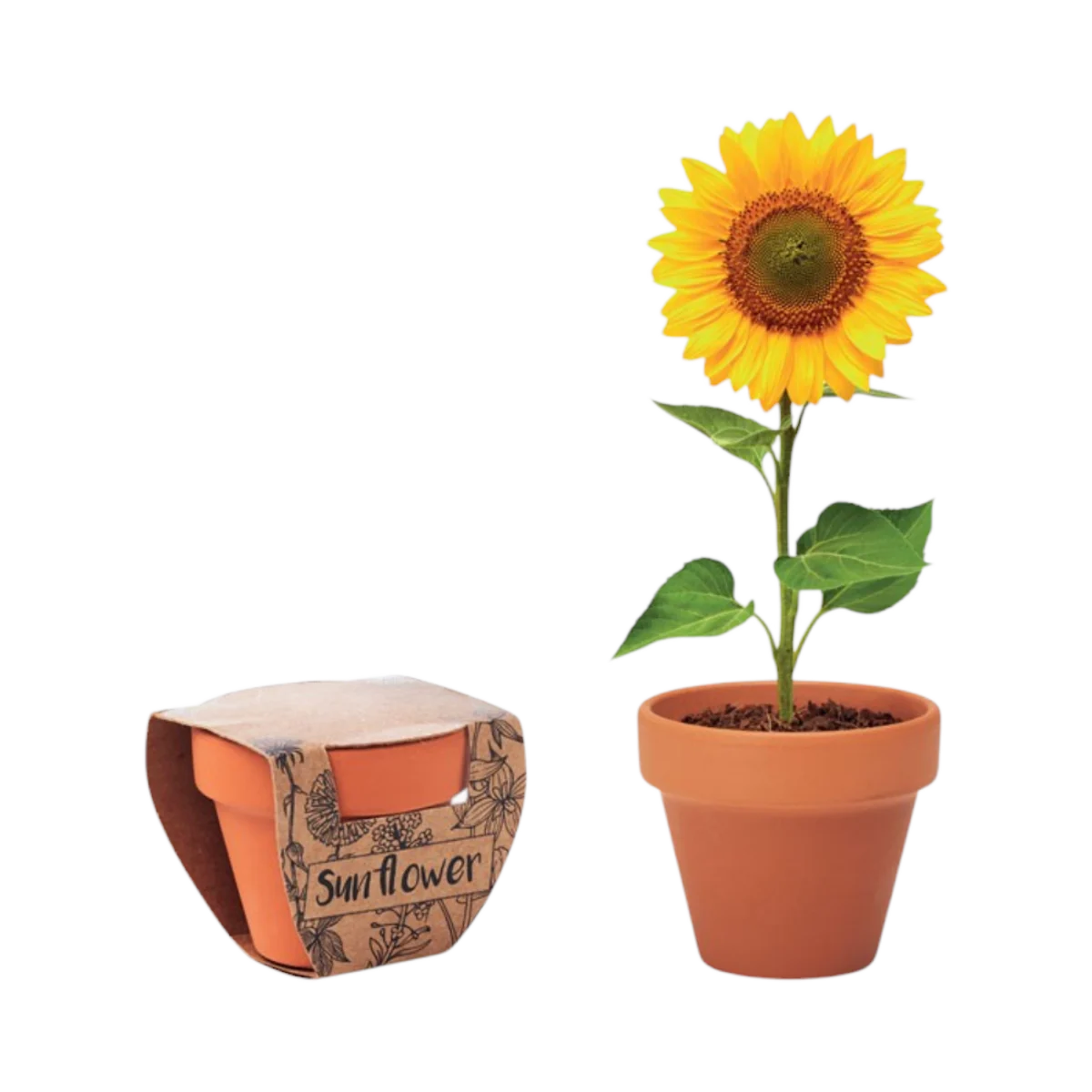 Sunflower Terrakottatopf Hauptbild