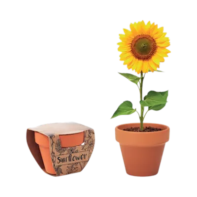 Sunflower Terracotta Pot