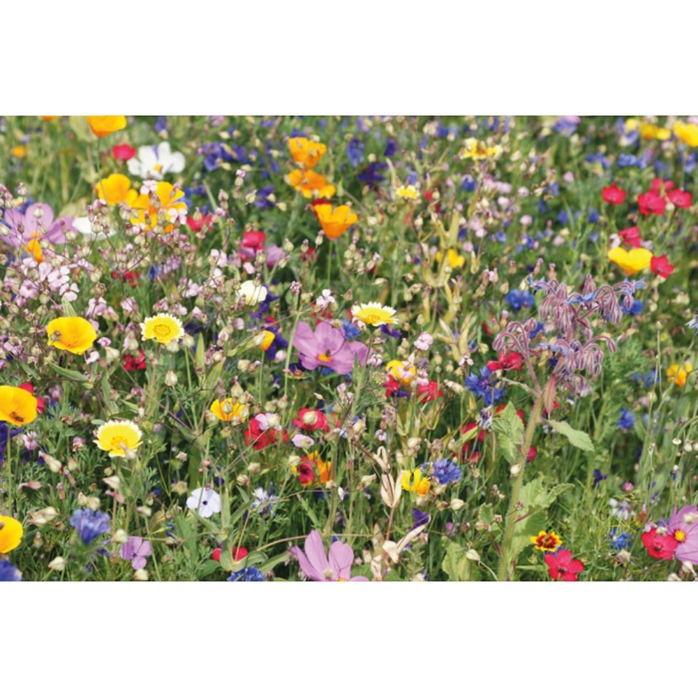 PDP - seedlopeflowersmixseedsinenvelope square original background