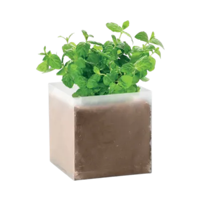 Compost con semi di menta