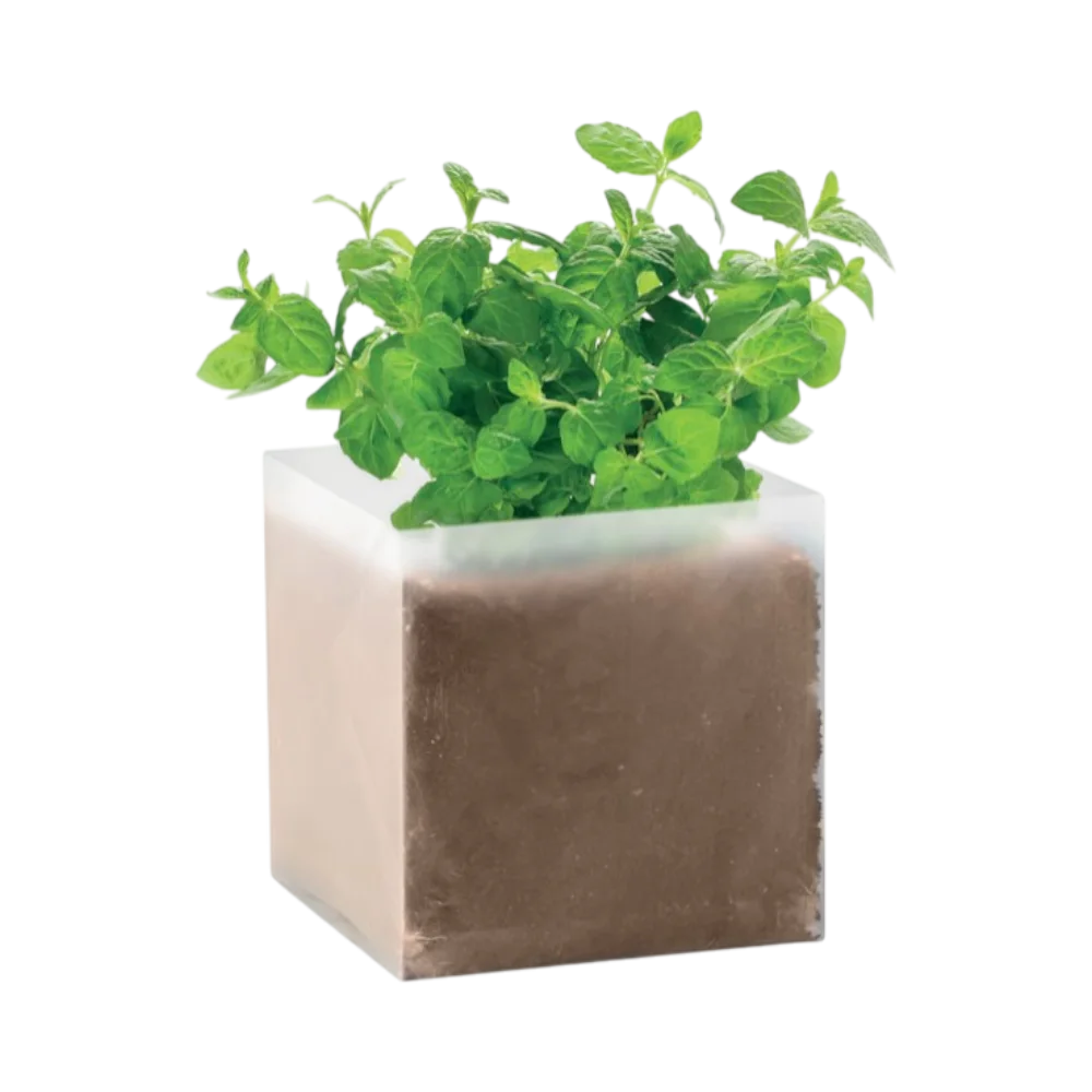 PDP - mintcompostwithseedsmint square #00000000 background