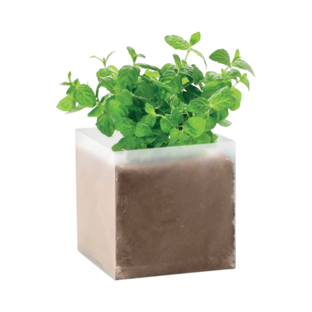 Immagine principale di Compost con semi di menta