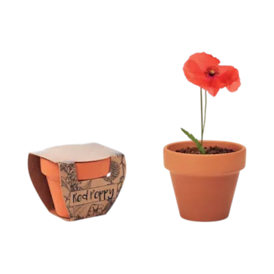 Vaso di terracotta con papavero rosso