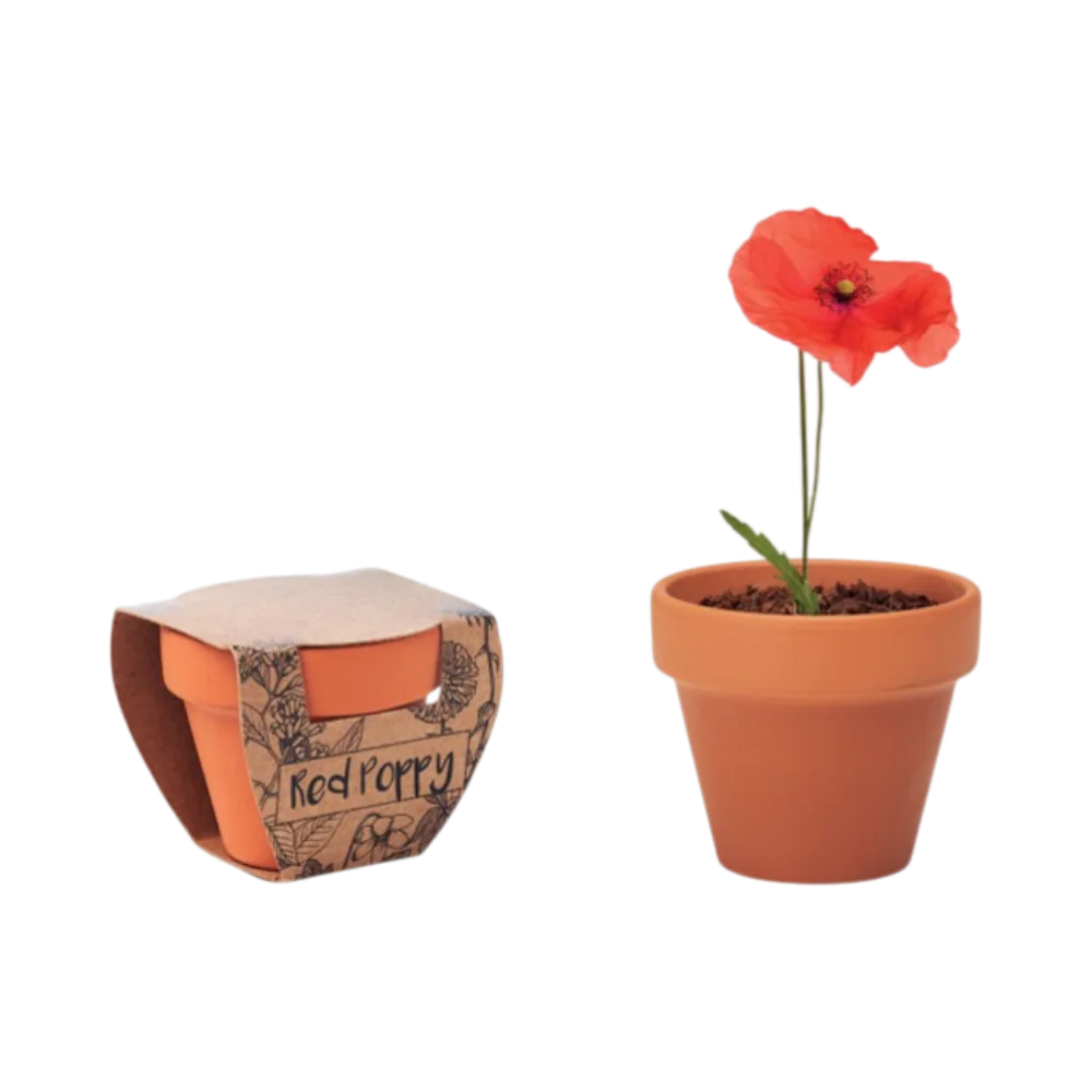 PDP - redpoppyterracottapotpoppy square #00000000 background